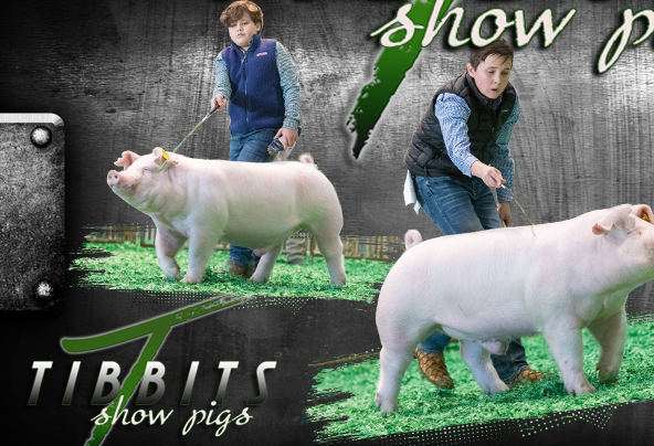 Tibbits Show Pigs : Mineral Point, WI